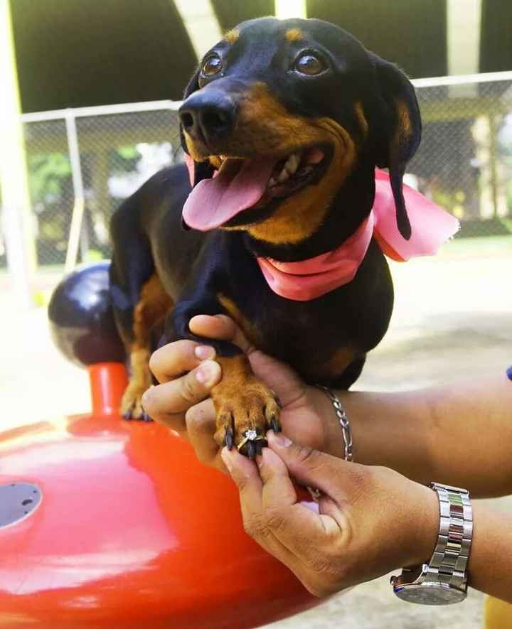 Mascotas en la boda - 1
