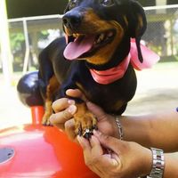 Mascotas en la boda - 1