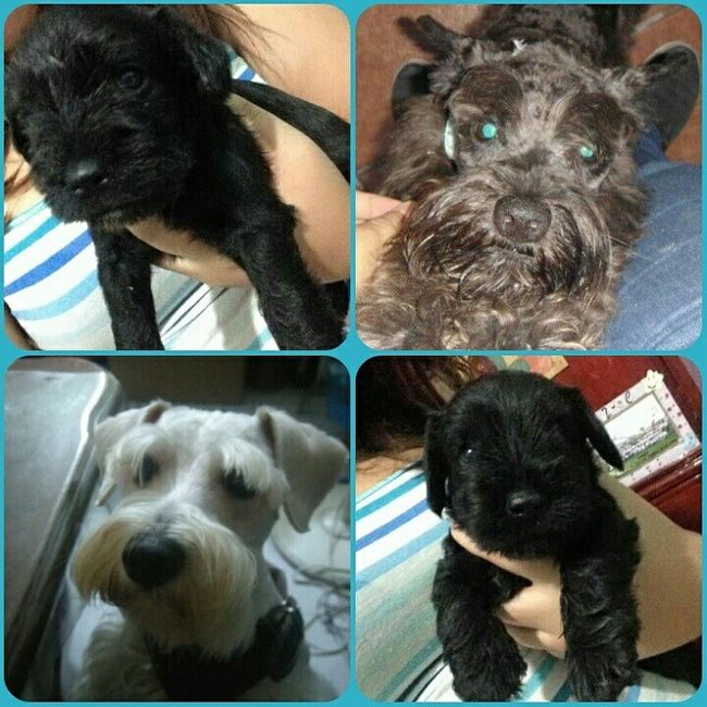 Les presento a.... - 1