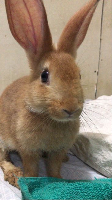 Tenemos mascota 🐰 ❤️ - 1