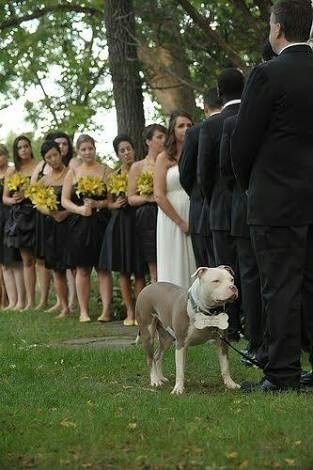 Sesión de fotografía con tus mascotas. ¡me encanta! - 6
