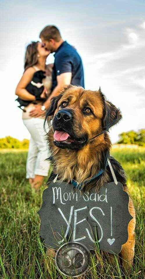 Para quienes tienen mascotas!!! - 3