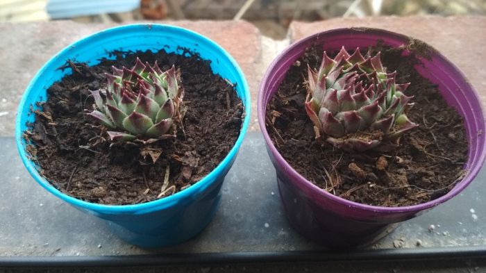 Mis plantitas de recuerdo!! - 1