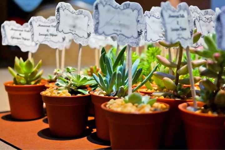 Alguien sabe dónde conseguir estas plantitas venenosa creo sele llaman!! - 1