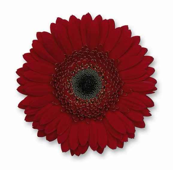 Gerbera