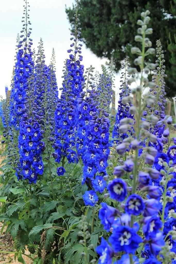 Delphinium