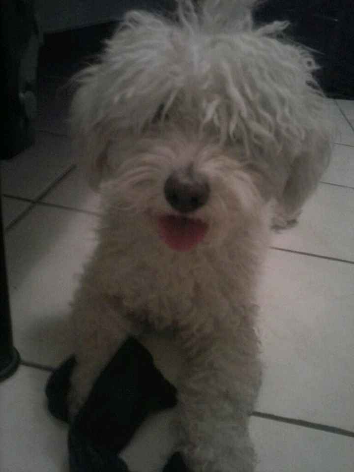 Presenten mascotas.... - 1