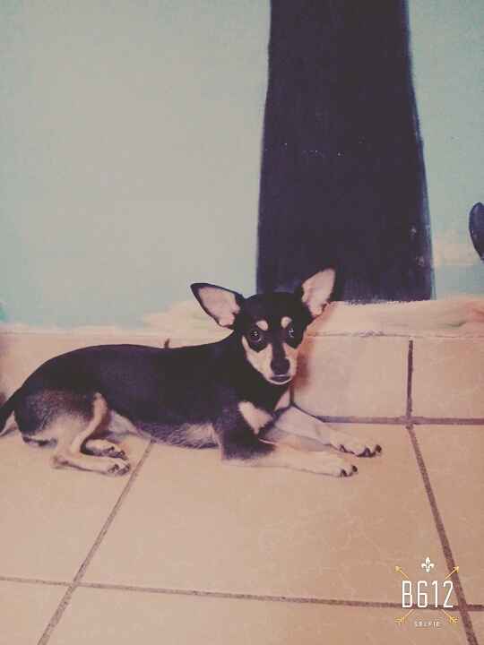 Presenten mascotas.... - 1