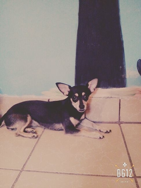 Presenten mascotas.... - 1