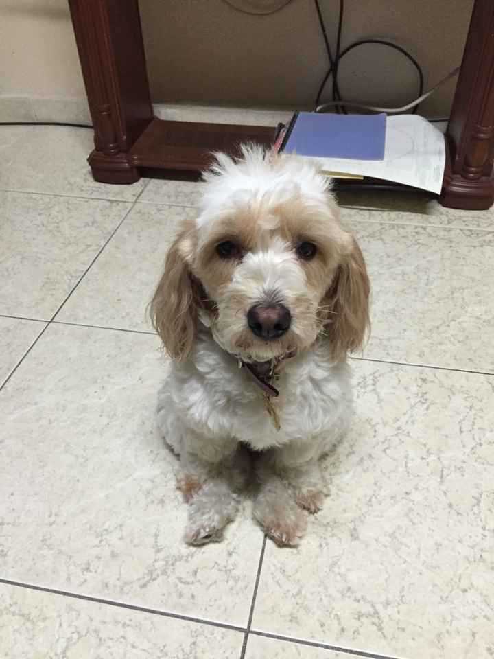 Presuman su foto... las mascotas!! - 2