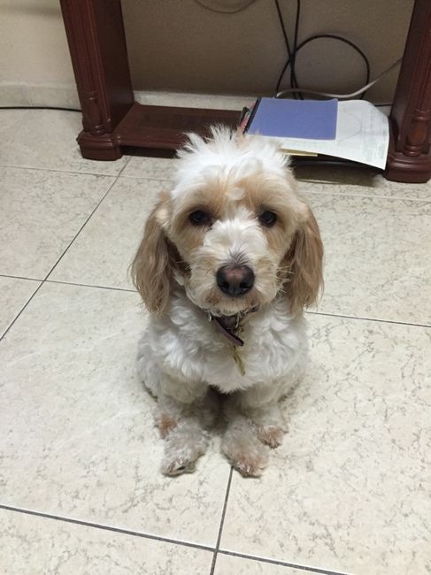 Presuman su foto... las mascotas!! - 2