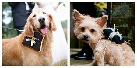 perritos