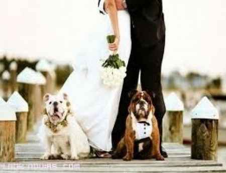perros