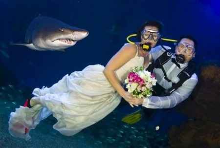 bodas