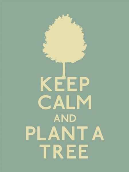 planta un arbol