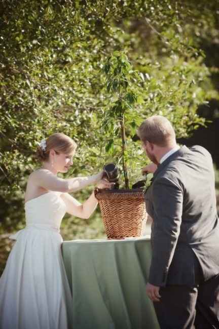 plantar arbol