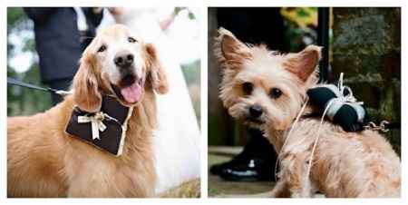 perritos