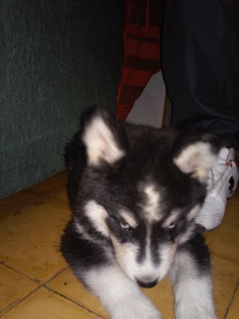 La foto de tu mascota! - 2