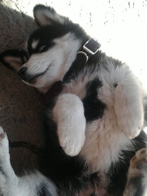 La foto de tu mascota! - 3