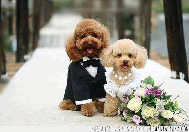 Perros o perritos en la boda o ceremonia 1