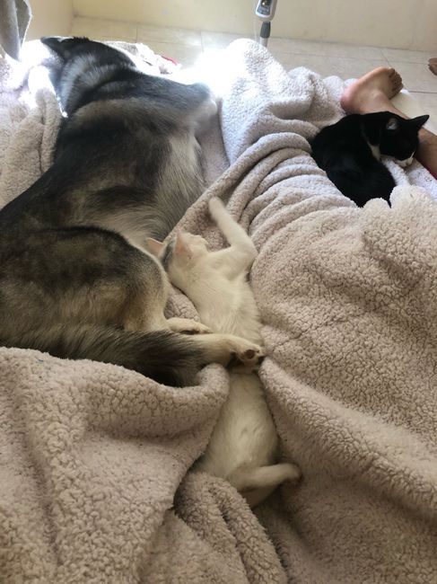 Briana reta a los novios de la comunidad a... - 1