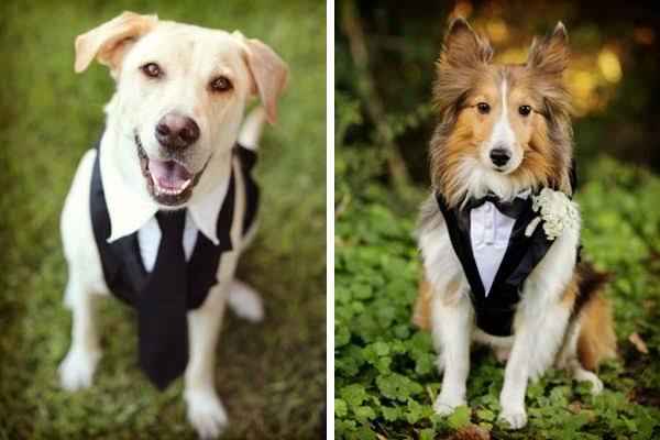 Perros o perritos en la boda o ceremonia - 2