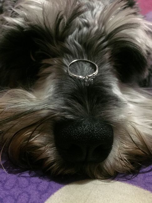 maxi bebé