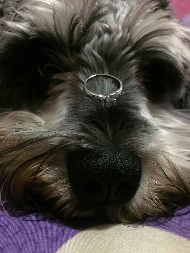 maxi bebé