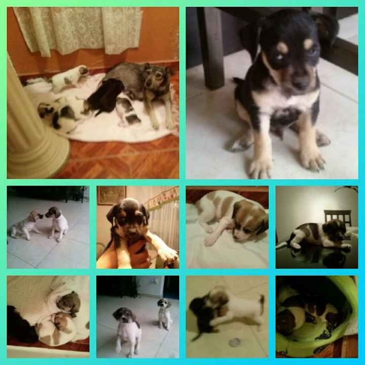 Novios de aguascalientes ya tienen mascota para su nuevo hogar?? - 1