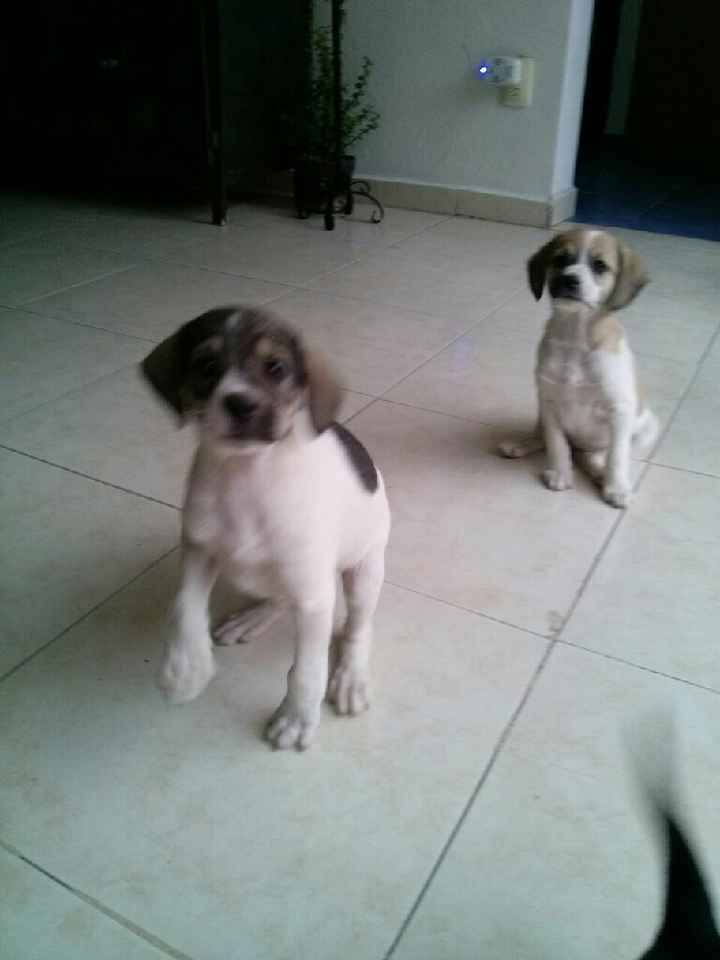 Novios de aguascalientes ya tienen mascota para su nuevo hogar?? - 2
