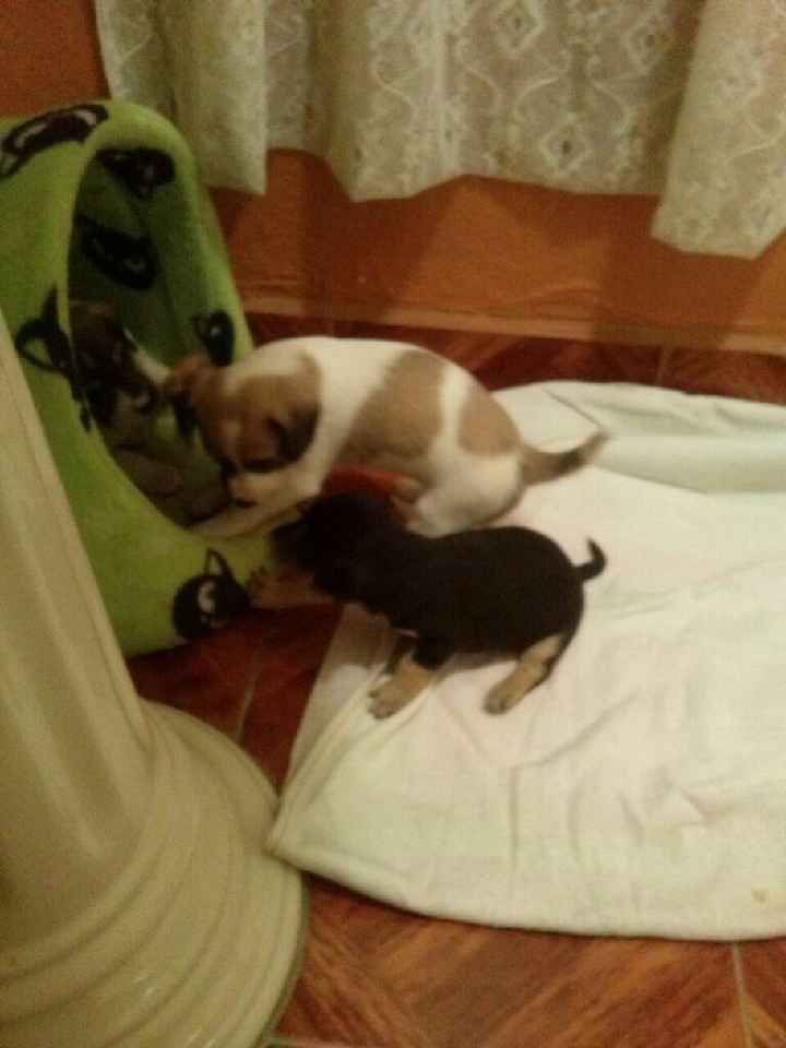 Novios de aguascalientes ya tienen mascota para su nuevo hogar?? - 3