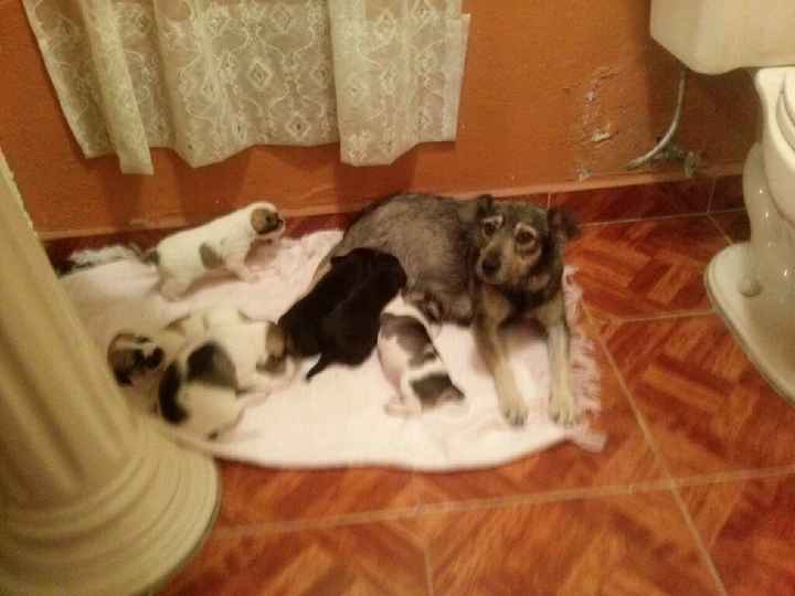 Novios de aguascalientes ya tienen mascota para su nuevo hogar?? - 5