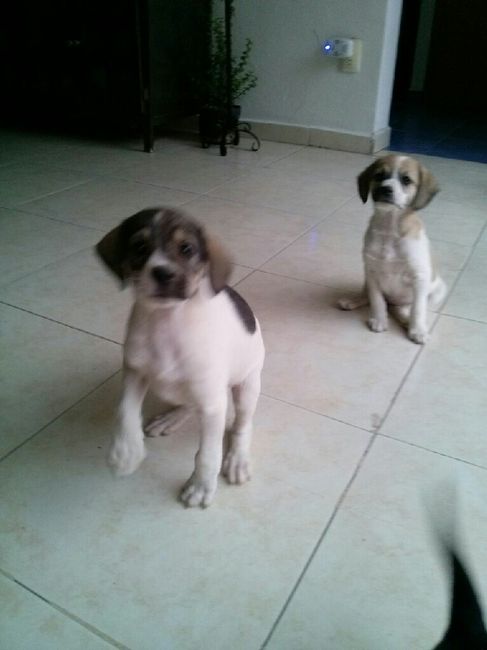 Novios de aguascalientes ya tienen mascota para su nuevo hogar?? - 2