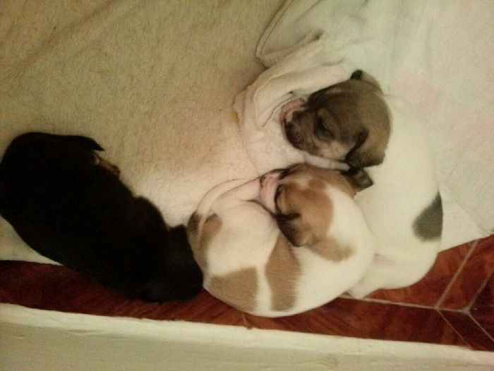 Novios de aguascalientes ya tienen mascota para su nuevo hogar?? - 4