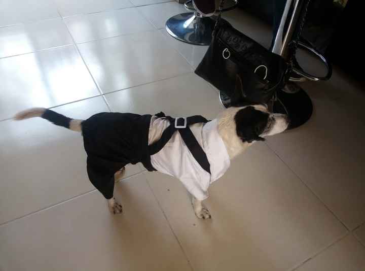 Valora este invitado especial 🐶🐱 - 1