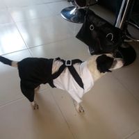 Valora este invitado especial 🐶🐱 - 1