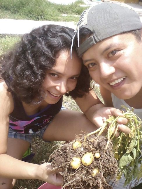 nosotros cosechando