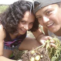 nosotros cosechando
