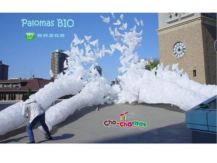 Palomas bio