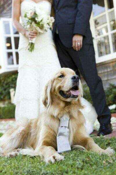 Mascotas en la boda ? si! - 3