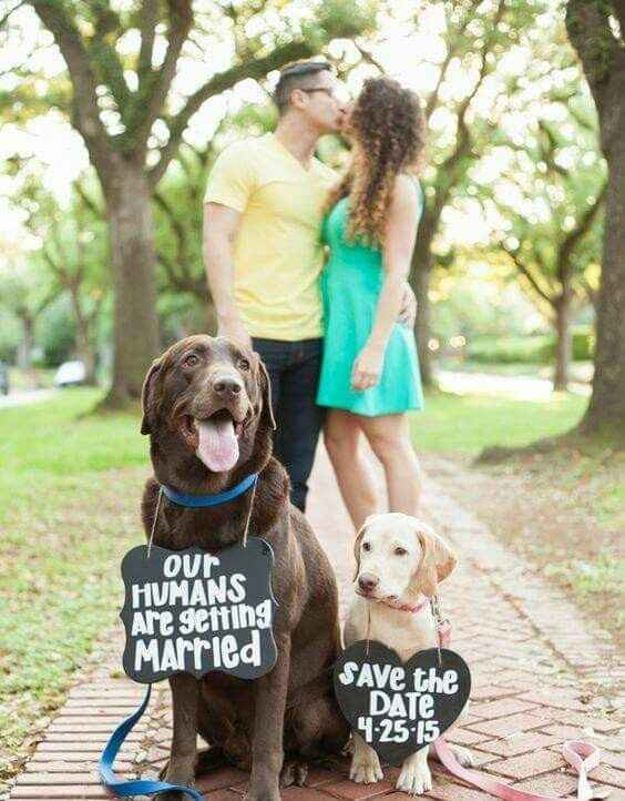 Mascotas en la boda ? si! - 5