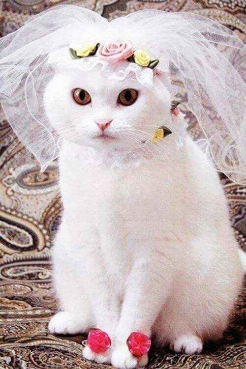 Mascotas en la boda ? si! - 2