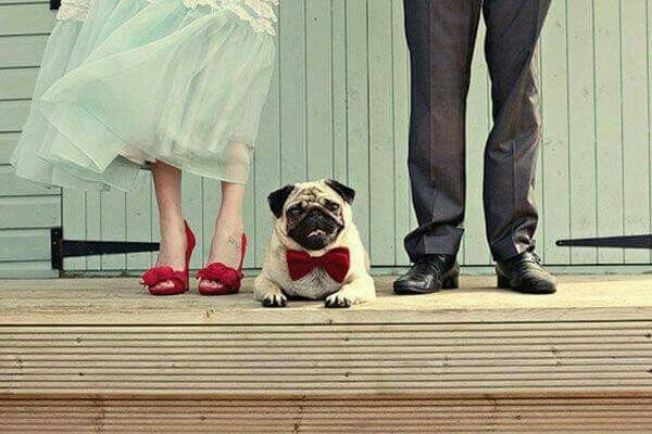 Mascotas en la boda ? si! - 5