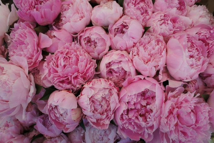 B) Peonias