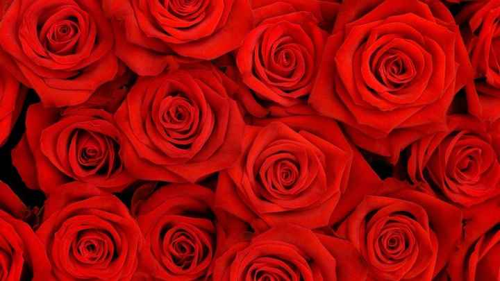 A) Rosas