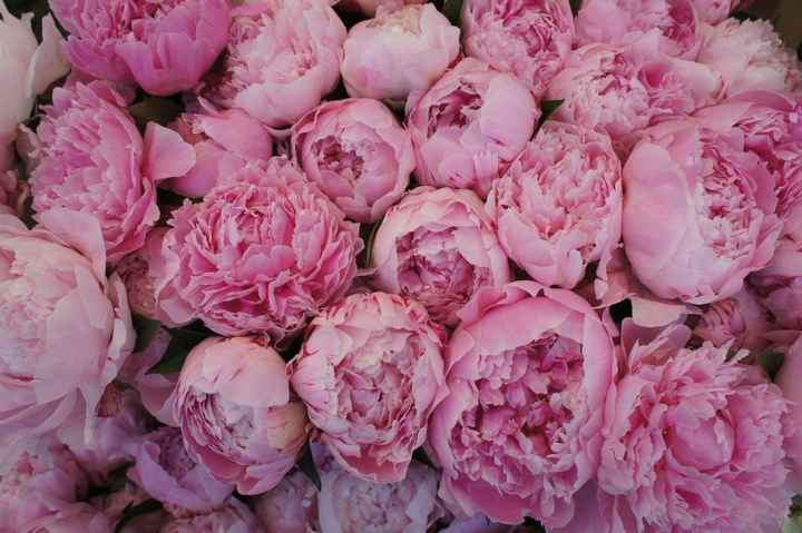 B) Peonias