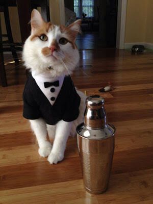Llevar a mi gato a la boda !!! - 1