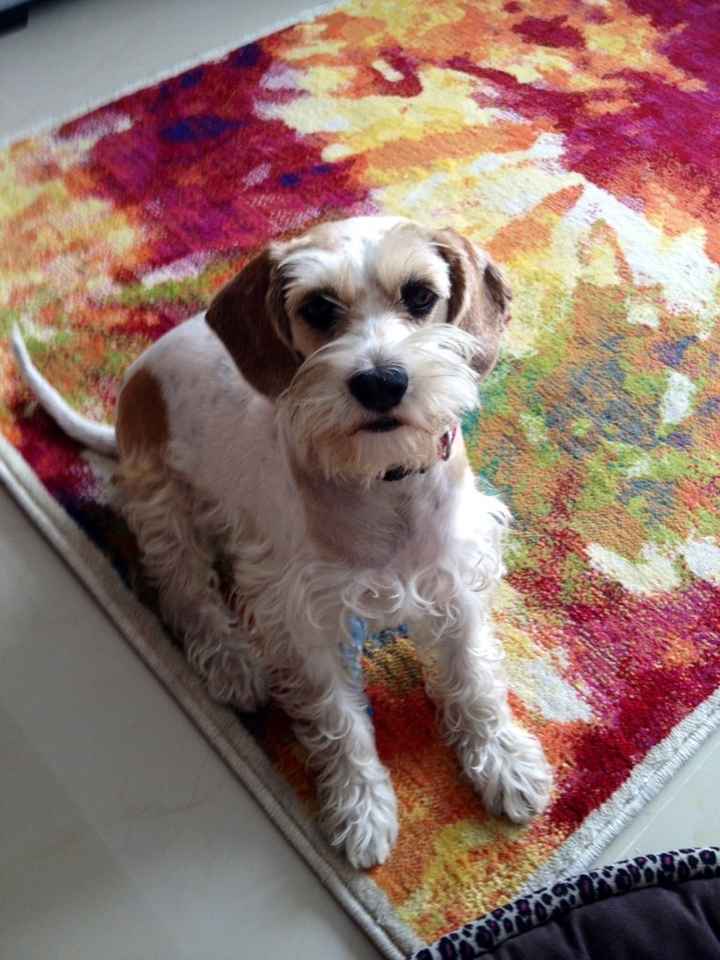 La foto de tu mascota! - 3