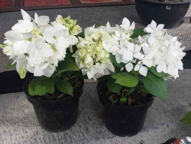 Centros de mesa... nombre de flores??? - 2