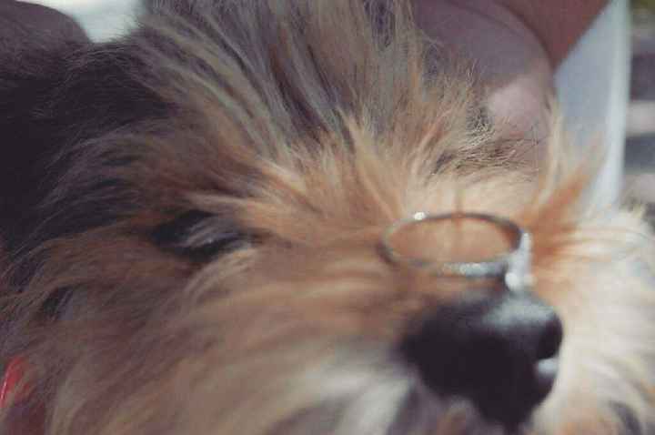 Tienen mascotas(?) - 1